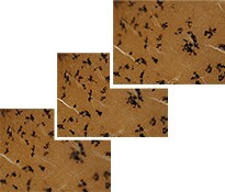 完全集中图像组成