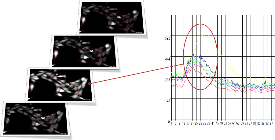 成肌细胞钙显像(CPA，荧光8，间隔5秒，10分钟)