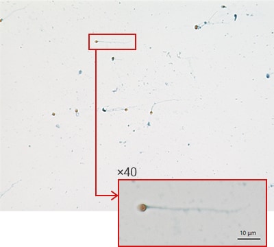 原始图像（20倍）