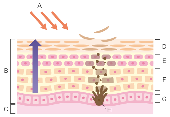 皮肤对紫外线辐射的保护功能