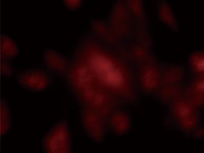 自动对焦与一个单一的点击