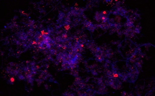 可视化活性污泥的有效性