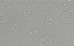 双乳液的高分辨率成像