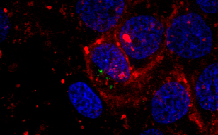 外泌体的定位成像