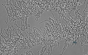 利用图像细胞仪(ICM)定量菌丝浓度