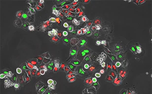 活细胞成像：成功提示