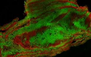 面包（含麸质 - 油混合条件）