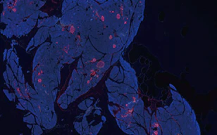 可视化朗格汉斯岛的α和β细胞