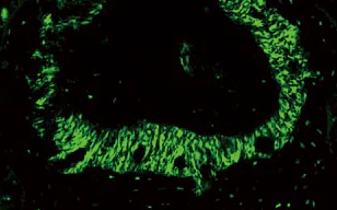 小鼠牙周膜的高分辨率成像