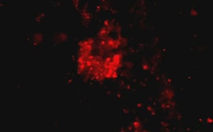 心肌小鼠IPS细胞的分化诱导