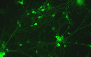 IPS细胞衍生神经细胞的活性