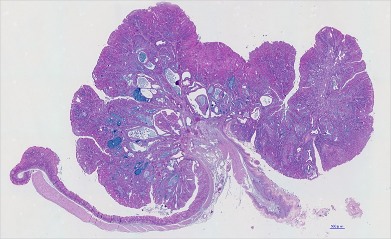 图片:BZ系列图像拼接得到的小鼠胃广域图像