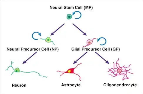 图片:冈野博士承担的一个研究课题是……