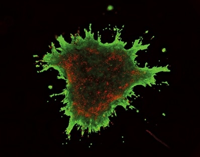 与整合素(细胞粘附分子)结合