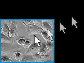 调整X, Y,和Z位置的基础上先前捕获的图像。