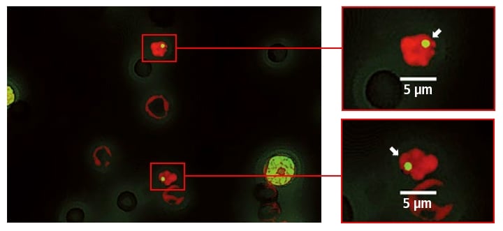 用荧光显微镜观察微核