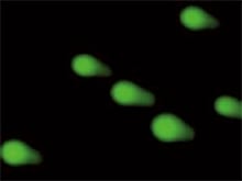 在进行彗星测定时，也可以使用图像缝合和定量，这是另一种遗传毒理学测试。