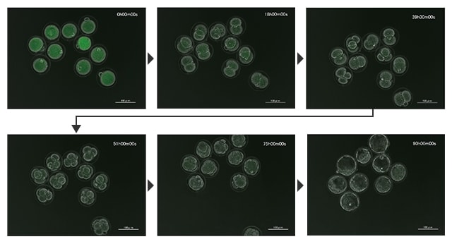 小鼠卵细胞中早期胚胎发育的延时图像