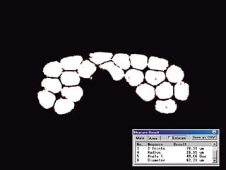 限制于电线横截面的自动面积测量(100倍)