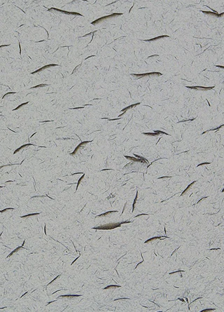 高清成像与VHX系列(200倍)